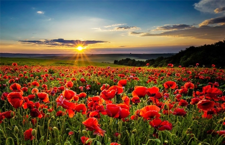 1812310-bigthumbnail