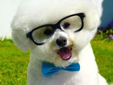 9c45f96cc572d55d1fa801c9bd31b262--bichons-bichon-frise-facts