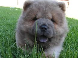 chow
