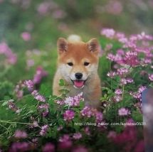 1a254e2871ced71d4b2d38a9b598403e