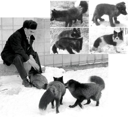 Belyaev_foxes