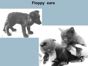 domestication-and-evolution-41-728