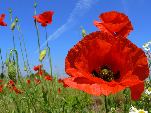 poppy-flower-9