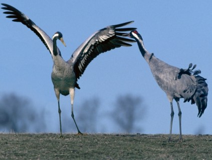 Kranich-Tanz_Bruno_Dittrich