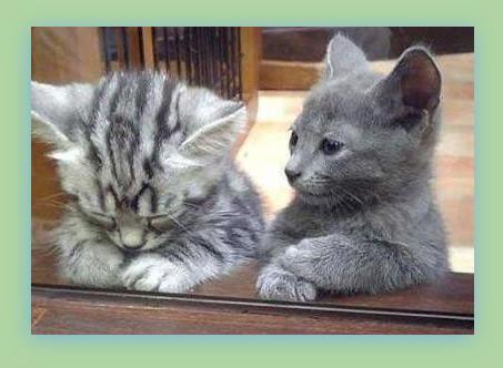 praying-cat