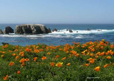 coastal_wildflowers_poppies_point_buchon