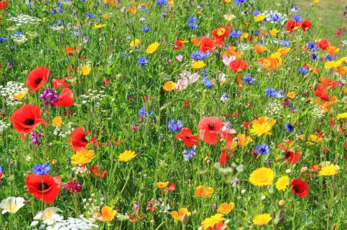 beautiful-wild-flowers-26338430